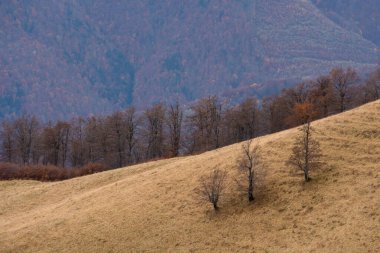 Ukrayna 'nın Karpat dağlarındaki Strymba Dağı yakınlarında sonbahar