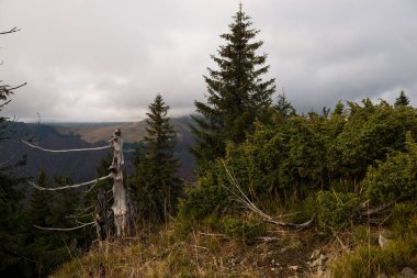 Ukrayna 'nın Karpat dağlarındaki Strymba Dağı yakınlarında sonbahar
