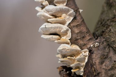 Bahar ormanı Ukrayna 'da bir ağaç dalında yetişen mantarlar