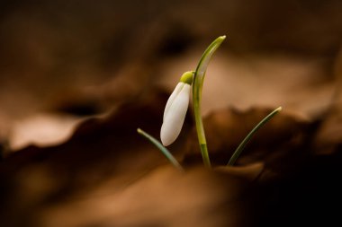 İlkbahar ormanlarında Galanthus (Galanthus nivalis) çiçeği, Ukrayna