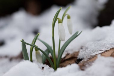 İlkbahar ormanlarında Galanthus (Galanthus nivalis) çiçeği, Ukrayna