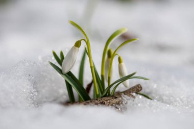 İlkbahar ormanlarında Galanthus (Galanthus nivalis) çiçeği, Ukrayna