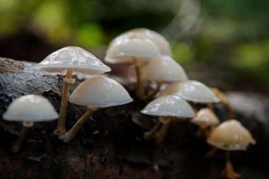 Ukrayna 'nın sonbahar ormanlarında ağaç dalında yetişen mantarlar.