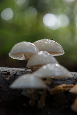 Ukrayna 'nın sonbahar ormanlarında ağaç dalında yetişen mantarlar.