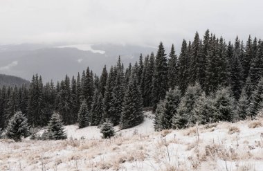 Kış manzarası, Ukrayna 'daki Karpat Dağları' nın Chornohora dağı yakınlarındaki Stayky Dağı 'nın çok vahşi bir yerinde.