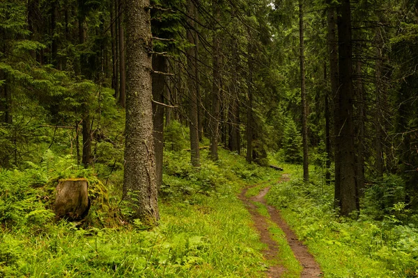 Yaz ladin ormanları, Karpat dağları, Ukrayna