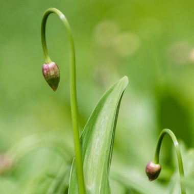 Alpine leek (Allium victorialis) in summer Carpathian mountains, Ukraine