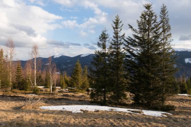Ukrayna 'nın Karpat Dağları' nın Gorgany sıradağlarındaki Arshytsya sırtı yakınlarındaki çok vahşi bir yerde ilkbahar başları manzarası