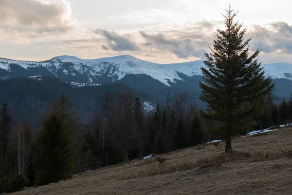 Ukrayna 'nın Karpat Dağları' nın Gorgany sıradağlarındaki Arshytsya sırtı yakınlarındaki çok vahşi bir yerde ilkbahar başları manzarası