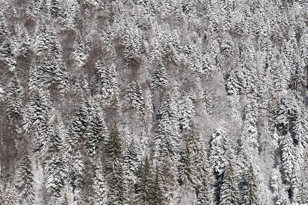 Synevyr Geçidi, Ukrayna 'dan Karpat Dağları' na kış manzarası