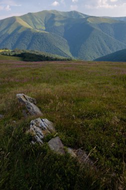 Borzhava 'da yaz mevsimi Karpat Dağları, Ukrayna