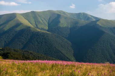 Ukrayna 'nın Karpat dağlarında yaz mevsimi Borzhava sıradağları ve ateş yosunu (Chamaenerion angustifolium) ile çayır