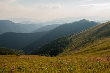 Ukrayna 'nın Karpat dağlarında yaz mevsimi Borzhava sıradağları ve ateş yosunu (Chamaenerion angustifolium) ile çayır