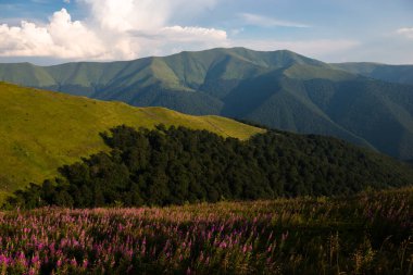 Ukrayna 'nın Karpat dağlarında yaz mevsimi Borzhava sıradağları ve ateş yosunu (Chamaenerion angustifolium) ile çayır