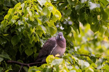 Ağaç güvercini (Columba palumbus) ıhlamur ağacında yağmurdan saklanıyor, Lviv, Ukrayna