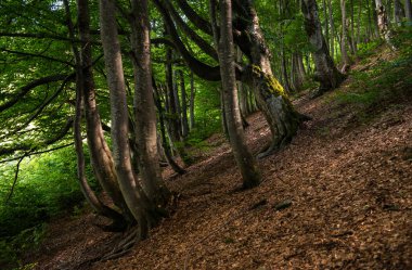 Borzhava sıradağlarındaki yaz kayın ormanları, Karpat dağları, Ukrayna