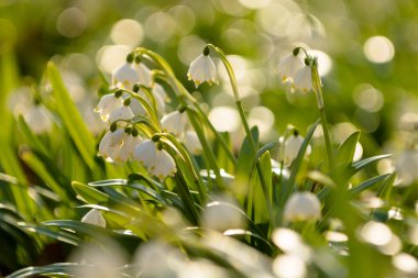Bahar kayın ağacında (Leucojum vernum) Karpat Dağları, Ukrayna 'da Borzhava' da doğal orman