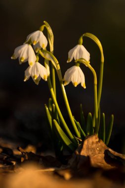 Bahar kayın ağacında (Leucojum vernum) Karpat Dağları, Ukrayna 'da Borzhava' da doğal orman