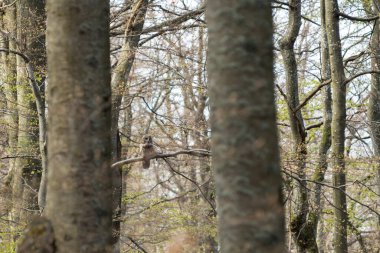 Bahar kayın ormanlarında Ural baykuşu (Strix uralensis) Ukrayna 'nın Karpat Dağları' ndaki Borzhava Sıradağları 'nda doğal ormanı