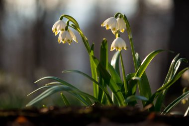 Bahar kayın ağacında (Leucojum vernum) Karpat Dağları, Ukrayna 'da Borzhava' da doğal orman