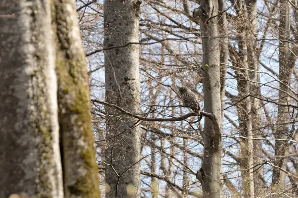 Bahar kayın ormanlarında Ural baykuşu (Strix uralensis) Ukrayna 'nın Karpat Dağları' ndaki Borzhava Sıradağları 'nda doğal ormanı