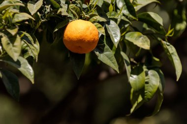 Baharda, Barcelona, İspanya 'da Mandarin ağaç dalı (Citrus reticulata)