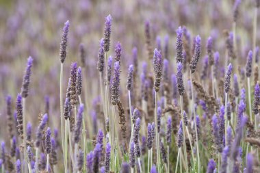 Bahar, Barselona, İspanya 'da botanik bahçelerinde lavanta çiçekleri