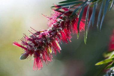 Baharda bulanık arkaplan üzerinde güzel şişe fırçası (callistemon), Barcelona, İspanya
