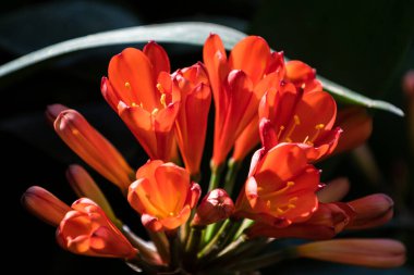 Baharda bulanık arkaplanda güzel kırmızı çiçekler, Barselona, İspanya