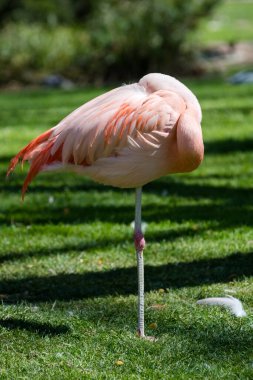 Büyük flamingo (Phoenicopterus roseus) ilkbaharda, Barcelona hayvanat bahçesi, İspanya