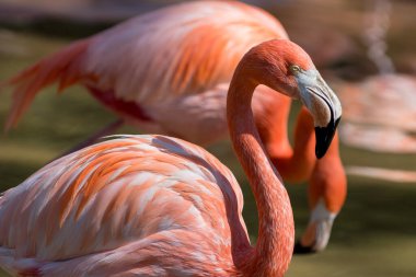 Büyük flamingo (Phoenicopterus roseus) ilkbaharda, Barcelona hayvanat bahçesi, İspanya