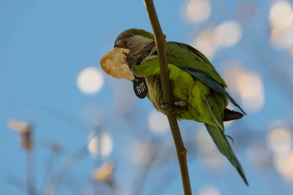 Monk Parakeet (Myiopsitta monachus) eating bread on a tree in spring, Barcelona, Spain