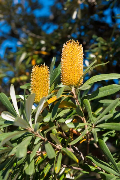 Baharda güzel bankacılık (banksia integrifolia) çiçeği, Barcelona, İspanya