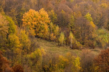 Ukrayna 'nın Karpat dağlarındaki Bozeva Dağı' nda sonbahar ormanı