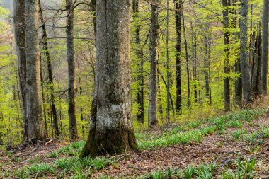 Borzhava 'daki Bahar Ormanı Karpat Dağları, Ukrayna