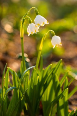 Bahar kayın ağacında (Leucojum vernum) Karpat Dağları, Ukrayna 'da Borzhava' da doğal orman