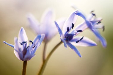 Ukrayna 'nın Karpat Dağları' ndaki Borzhava Ovası 'ndaki bir bahar çayırında bulunan Alp Squill (Scilla bifolia)