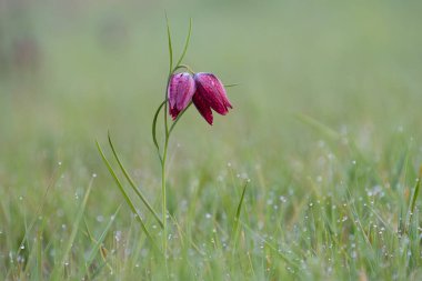 Yılan Başlı Fritiller (Fritillaria meleagris), Dniester Oxbow Gölü, Ukrayna