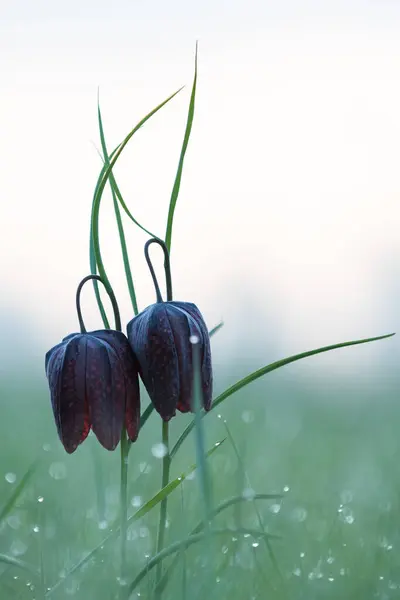 Snake\'s Head Fritillary (Fritillaria meleagris) at Dniester oxbow lake in early spring, Ukraine