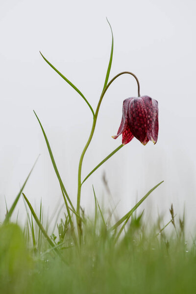 Snake's Head Fritillary (Fritillaria meleagris) at Dniester oxbow lake in early spring, Ukraine