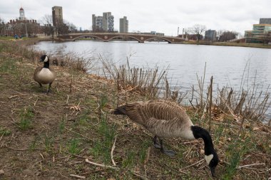 Kanada Kaz (Branta canadensis) Charles nehri yakınlarındaki Cambridge, Massachusetts, ABD