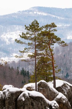 Dovbush kış manzarası, Poliyanytskiy Bölgesel Peyzaj Parkı, Karpatya dağları, Ukrayna
