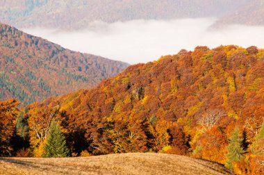 Sonbaharda vahşi doğal orman, Karpatya dağları, Ukrayna