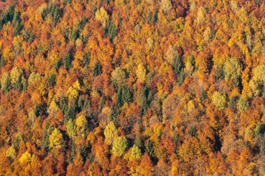 Sonbaharda vahşi doğal orman, Karpatya dağları, Ukrayna