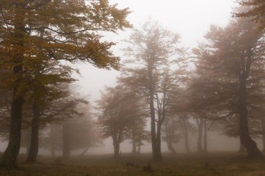 Sonbaharda vahşi doğal orman, Karpatya dağları, Ukrayna