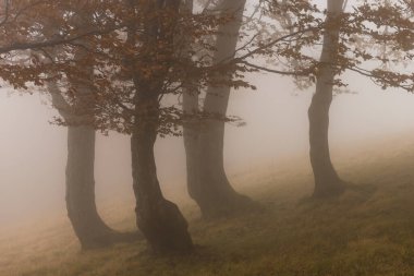 Sonbaharda vahşi doğal orman, Karpatya dağları, Ukrayna