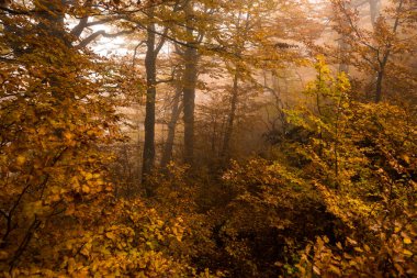 Sonbaharda vahşi doğal orman, Karpatya dağları, Ukrayna