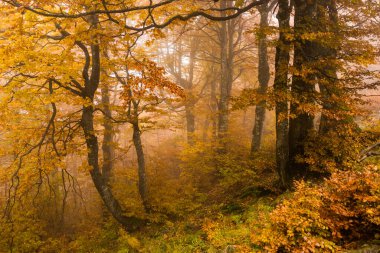 Sonbaharda vahşi doğal orman, Karpatya dağları, Ukrayna