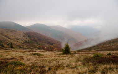 Ukrayna 'nın Karpatlar Dağları' nın Krasna bölgesinde sonbahar mevsimi