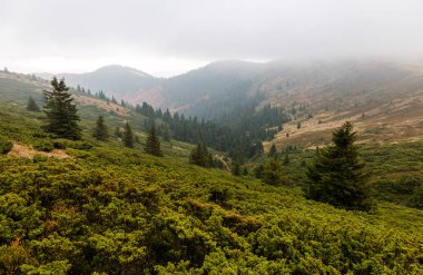 Ukrayna 'nın Karpatlar Dağları' nın Krasna bölgesinde sonbahar mevsimi